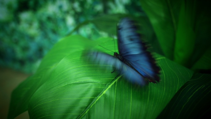 特写蓝色蝴蝶拍动翅膀