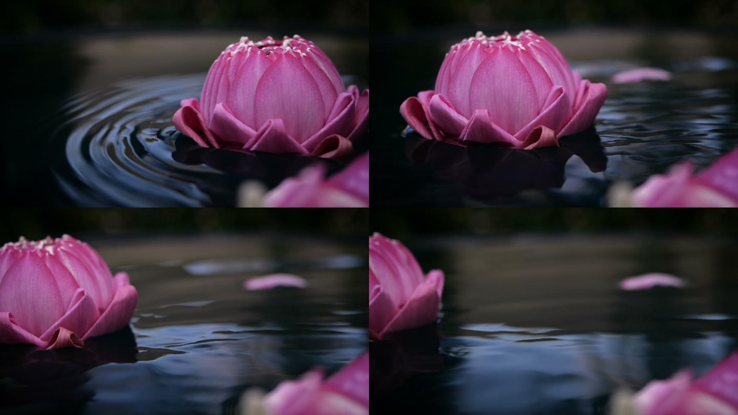 粉红睡莲在水面上慢动作流动