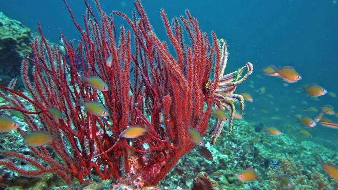 水下红指珊瑚