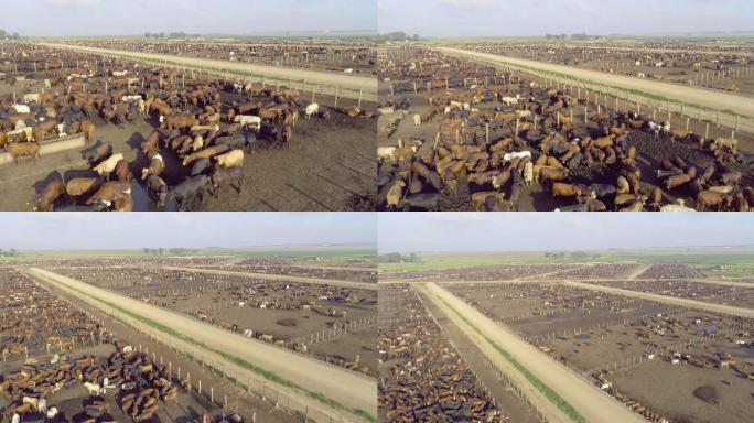 饲养场的鸟瞰图养牛场肉牛繁育场畜牧产业化