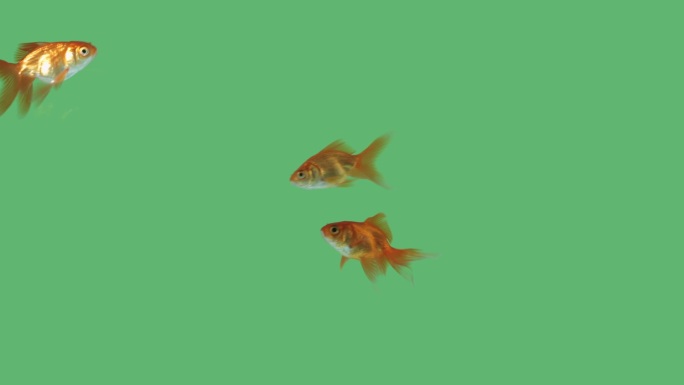 绿色屏幕上的一组彩色金鱼