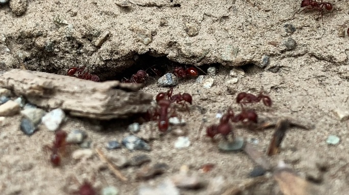 红色蚂蚁进出地下土巢