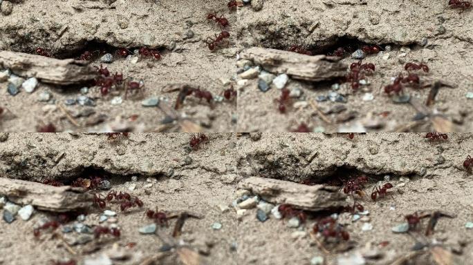 红色蚂蚁进出地下土巢
