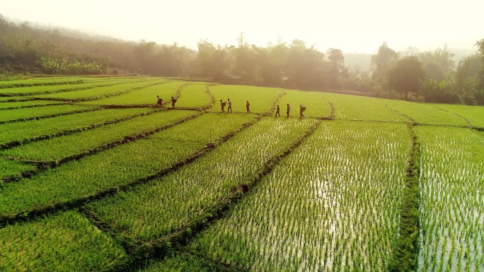 日出时的稻田。水稻稻谷大米米饭农业五谷杂