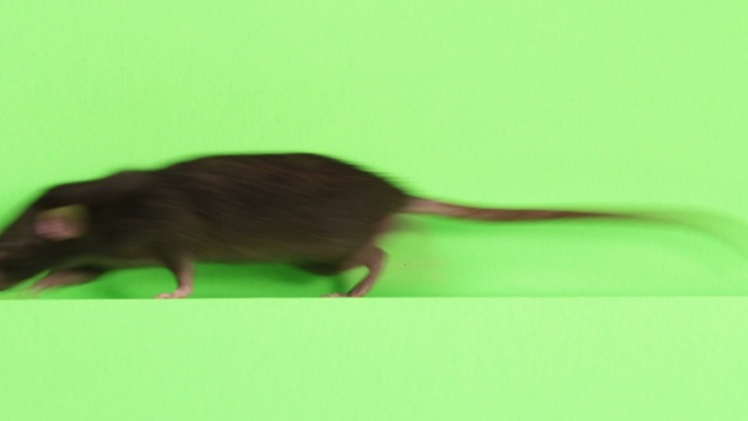 老鼠野生动物世界国家保护大自然非洲