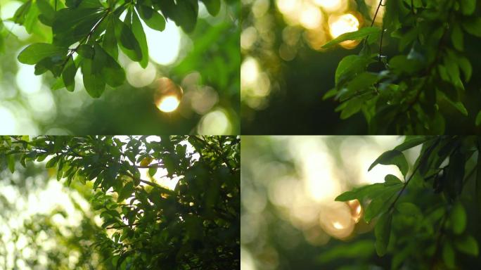 树叶阳光阳光透过树叶空镜头、可商用