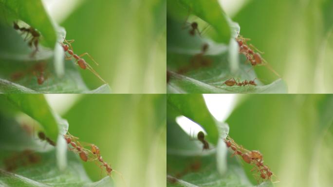 蚂蚁试着帮他们的朋友拔一片叶子。