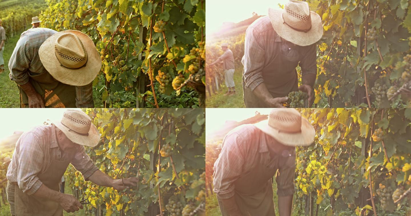 日落时用园剪收割葡萄的人