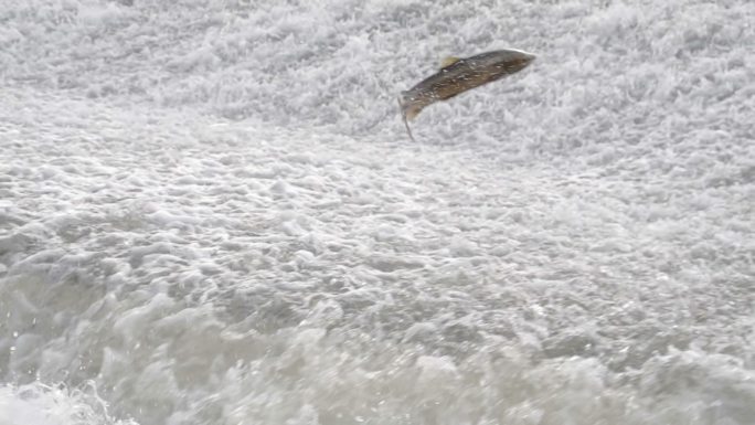 大马哈鱼在急流中跳过堰