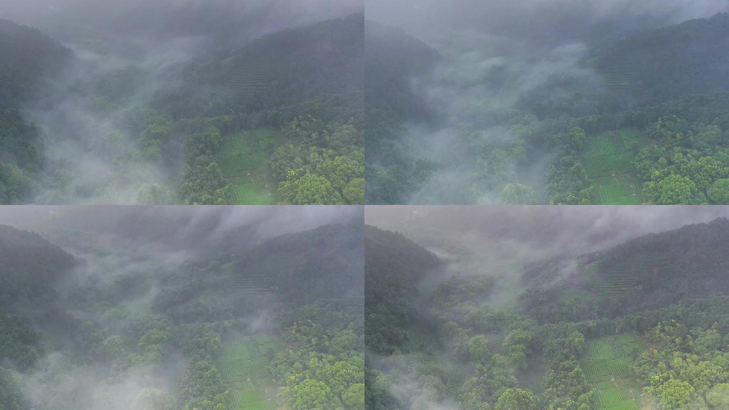 延时航拍云雾缭绕高山生态茶园