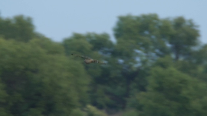 长耳猫头鹰湿地湖泊鸟类生态环境保护野生动
