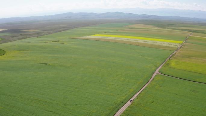 新疆昭苏规模农业种植