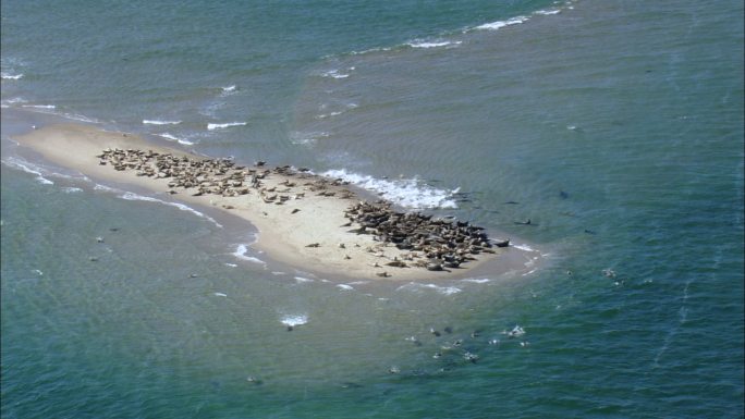 海豹殖民地大海栖息地生态环境沙滩繁殖