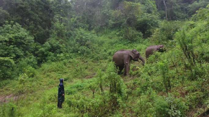大象 西双版纳热带雨林 4k 航拍