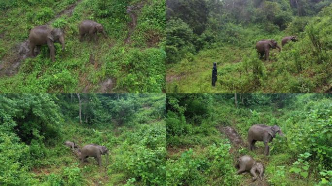 大象 西双版纳热带雨林 4k 航拍