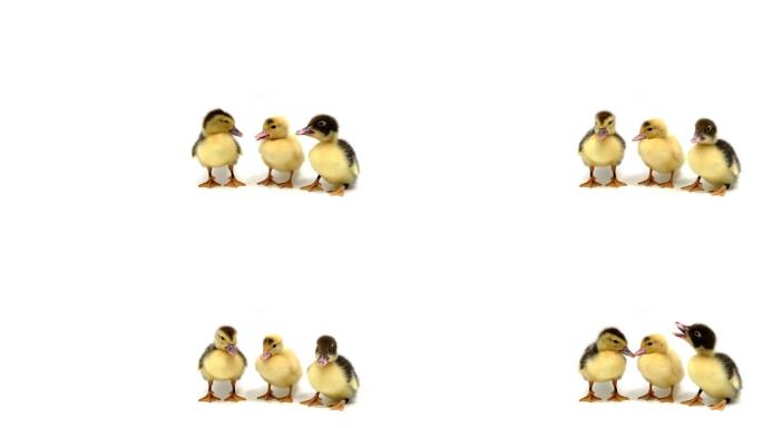 三只小鸭在白色背景上站成一排
