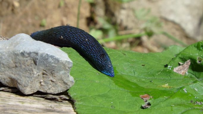 鼻涕虫泥土泥巴湿地生物