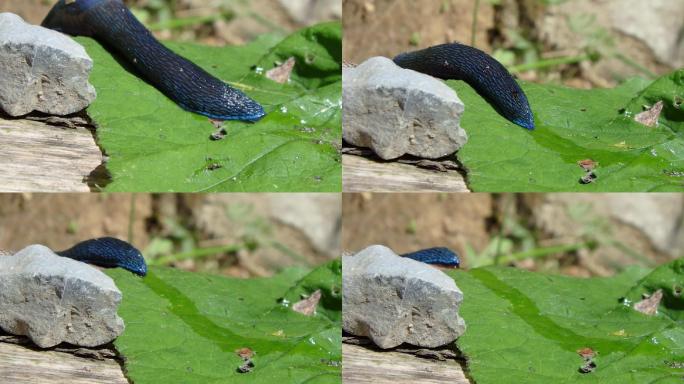 鼻涕虫泥土泥巴湿地生物