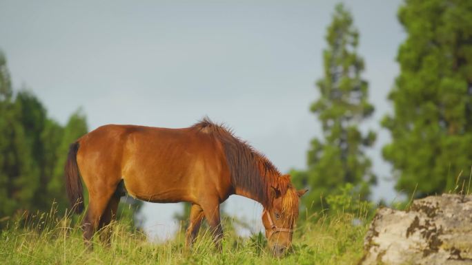 草原上的马儿马群悠闲吃草  阳光 唯美