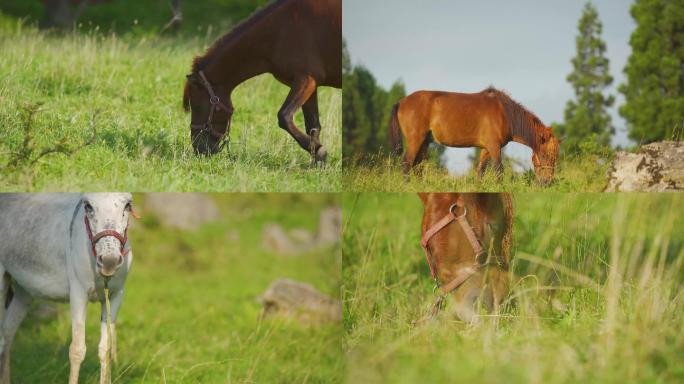 草原上的马儿马群悠闲吃草  阳光 唯美