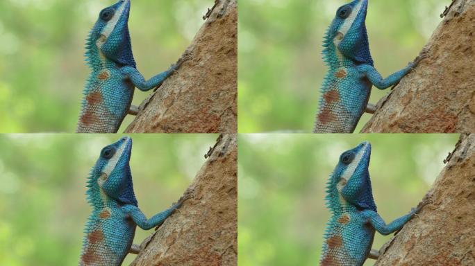 热带雨林树上野生蜥蜴的特写镜头。