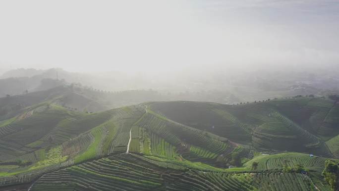 航拍云雾缭绕杭州西湖龙井产地龙坞茶园