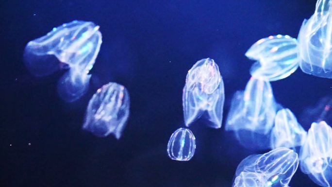 大西洋中发光的水母，梳状水母
