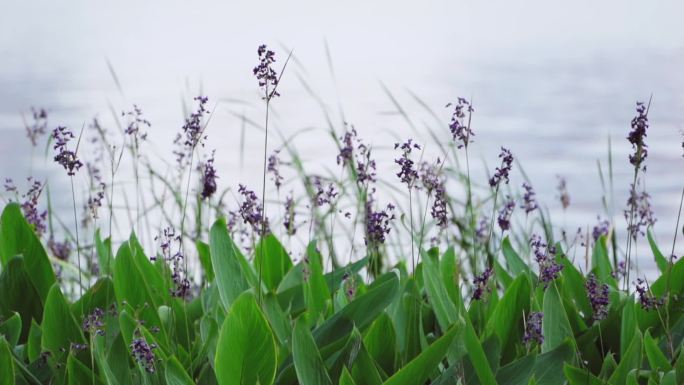 湖边的再力花水竹芋