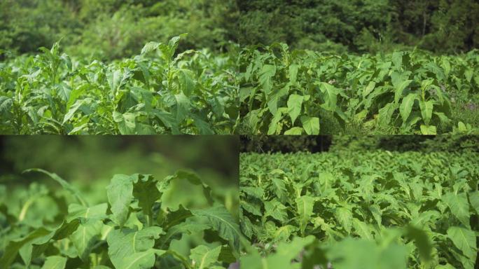 烟草种植烟叶种植