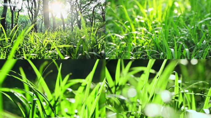 唯美逆光树荫小草