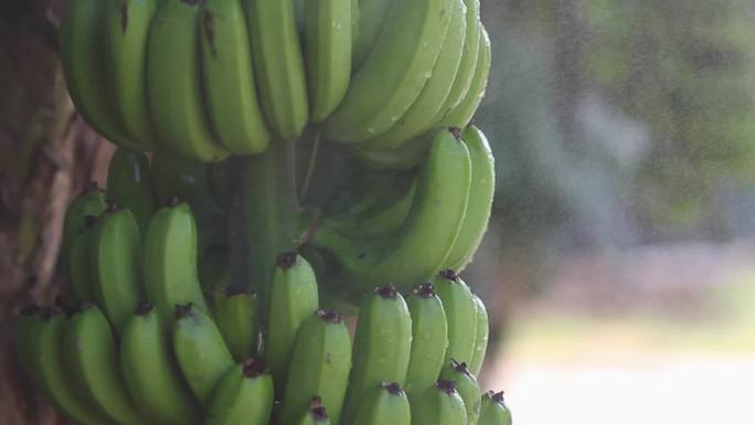 实拍香蕉种植基地