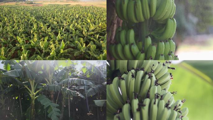 实拍香蕉种植基地