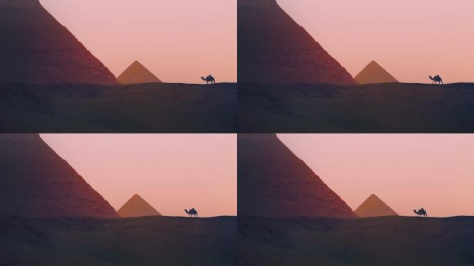 骆驼在金字塔附近行走