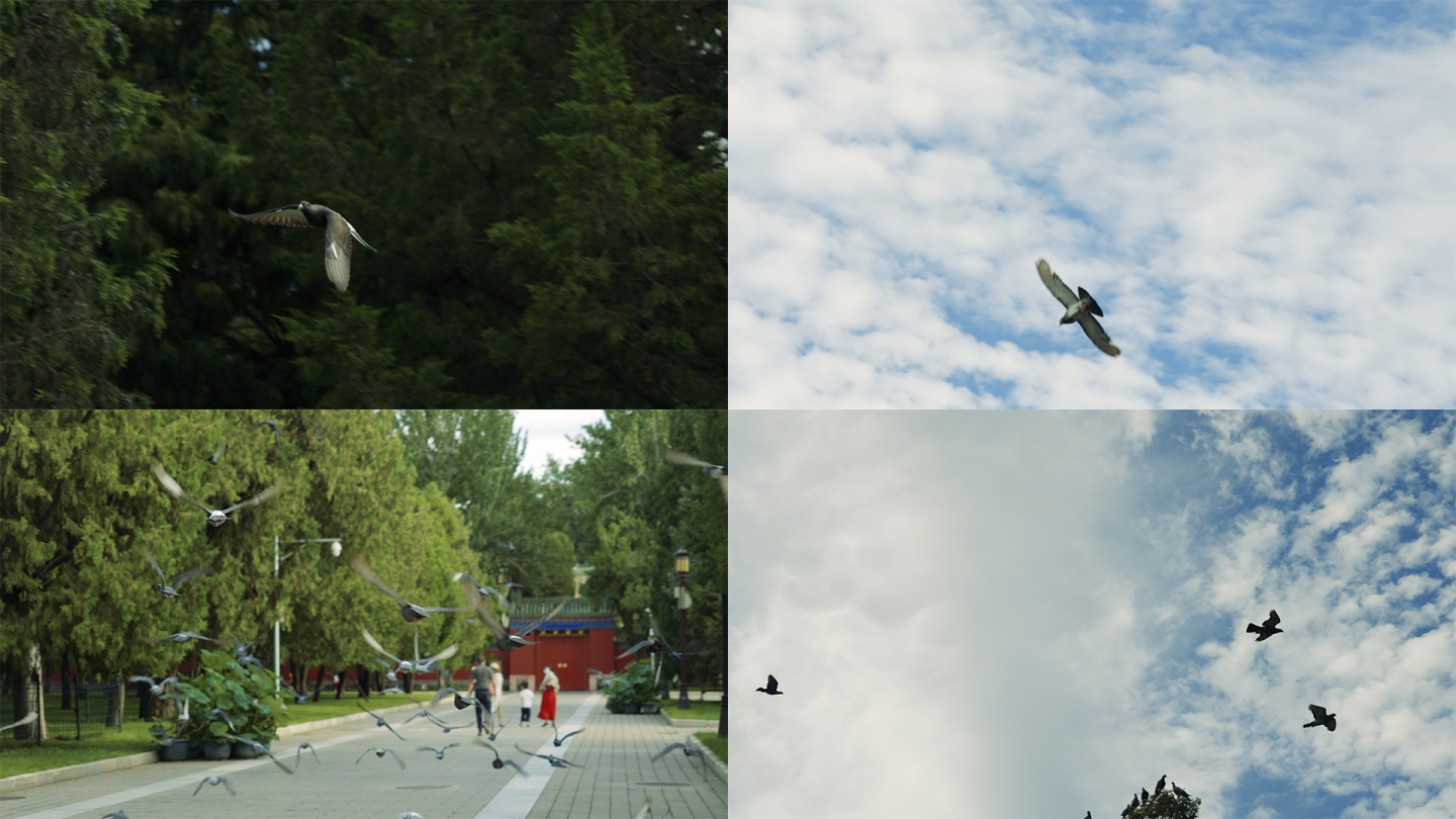 【4K】鸽子飞翔-升格