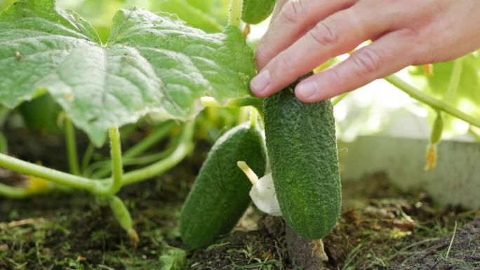 在温室里挑选和采摘成熟的黄瓜