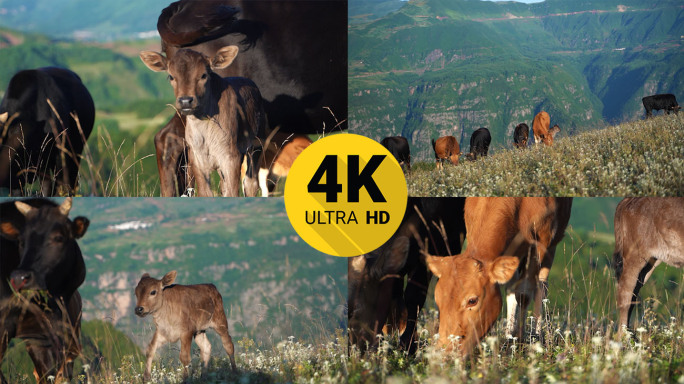 4K山坡牛群吃草自然