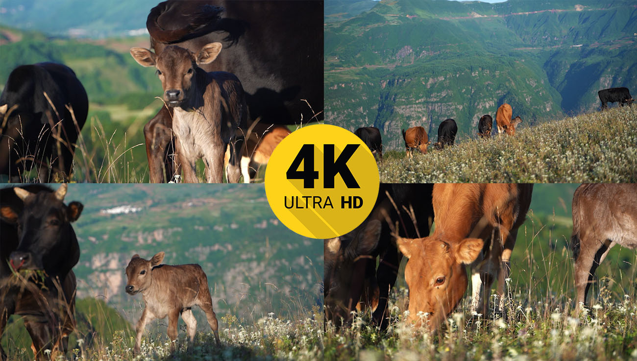 4K山坡牛群吃草自然