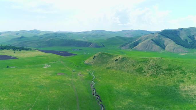 内蒙古大草原和牛群