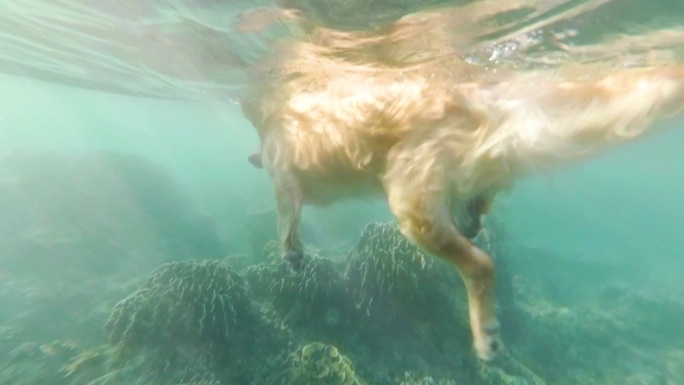 米色的拉布拉多犬漂浮在珊瑚礁中