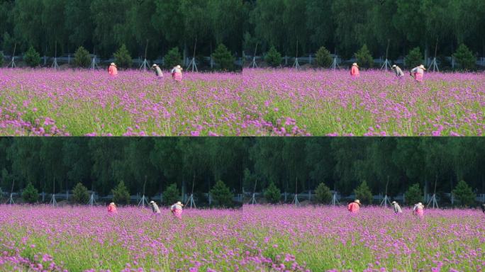 花田锄草