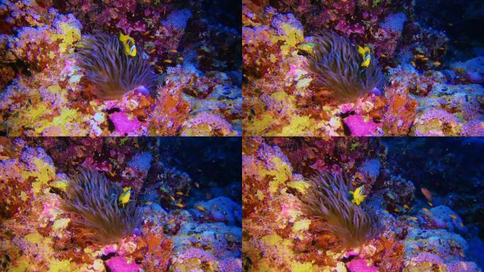 多彩的海底珊瑚礁