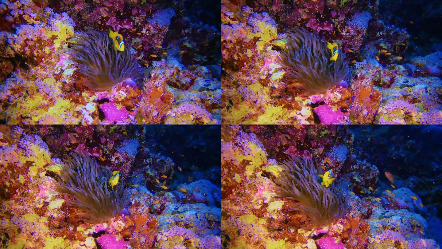 多彩的海底珊瑚礁