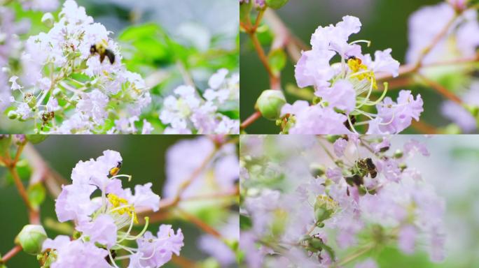 盛夏紫薇花绽放蜜蜂采蜜