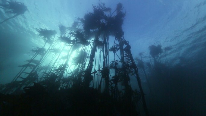 海带森林