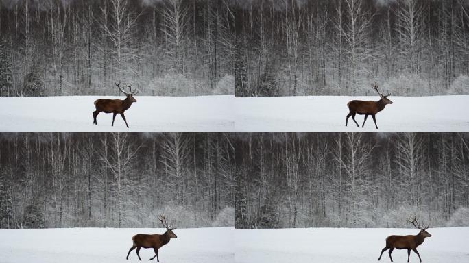 鹿雪天雪景视频实拍水鹿