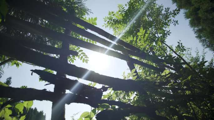 阳光唯美篱笆木栅栏
