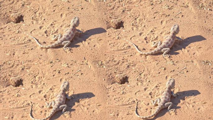 沙漠里正在吃蚂蚁的草原蜥蜴。
