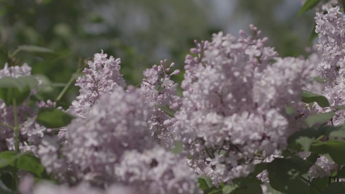 4K丁香花紫丁香实拍视频素材LOG-9