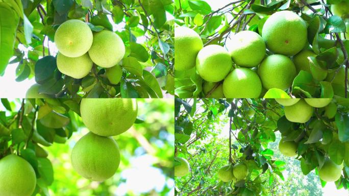 4k-柚子--树上的青柚子