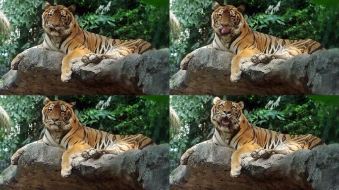 动物园的老虎参观景点爬着